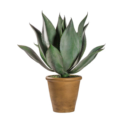 Bodhi Accessories Aloe Wide Leaf House of Isabella UK