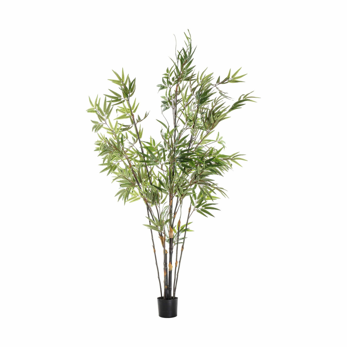 Bodhi Accessories Bamboo with 859 Leaves House of Isabella UK