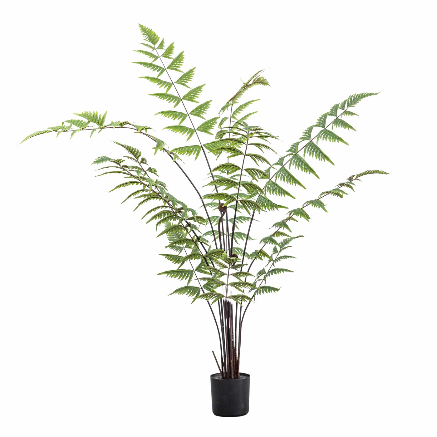 Bodhi Accessories Butterfly Fern House of Isabella UK