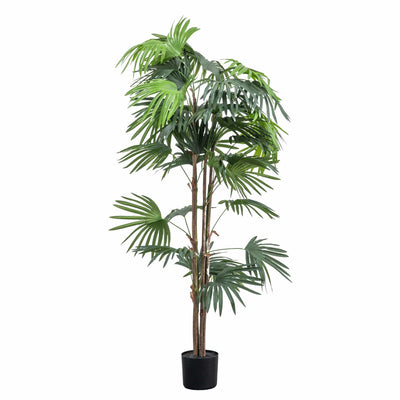 Bodhi Accessories Chinese Fan Palm H1680mm House of Isabella UK