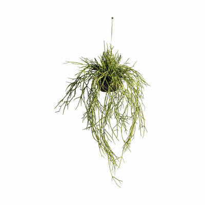 Bodhi Accessories Hanging Rhipsalis with Soil Large House of Isabella UK