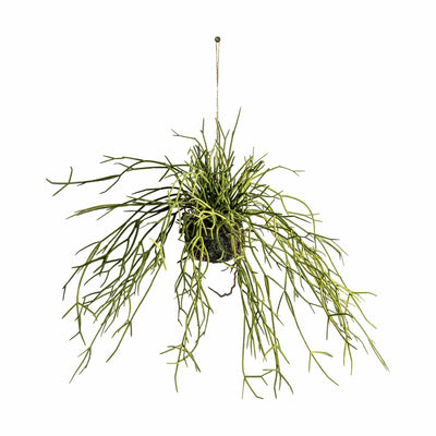Bodhi Accessories Hanging Rhipsalis with Soil Small House of Isabella UK