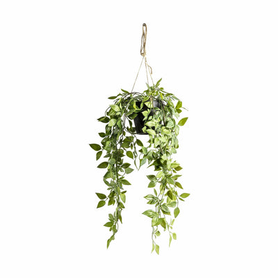 Bodhi Accessories Hanging Scindapsus Small House of Isabella UK