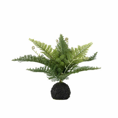 Bodhi Accessories Lady Fern in Soil Green House of Isabella UK