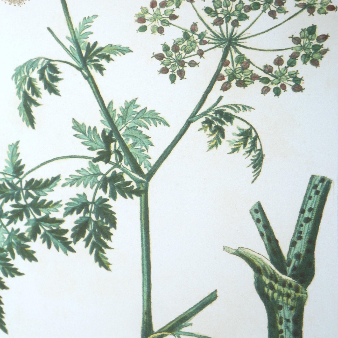 Uttermost Accessories Antique Botanicals Framed Prints, S/9 House of Isabella UK