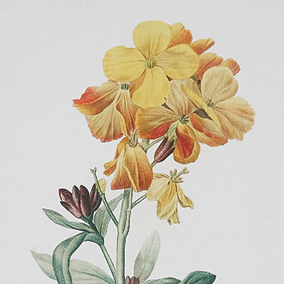 Uttermost Accessories Classic Botanicals Framed Prints Set/6 House of Isabella UK