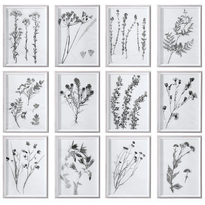 Uttermost Accessories Contemporary Botanicals Framed Prints, S/12 House of Isabella UK