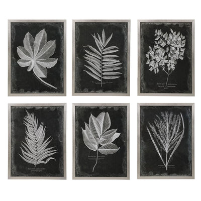 Uttermost Accessories Foliage Framed Prints, S/6 House of Isabella UK