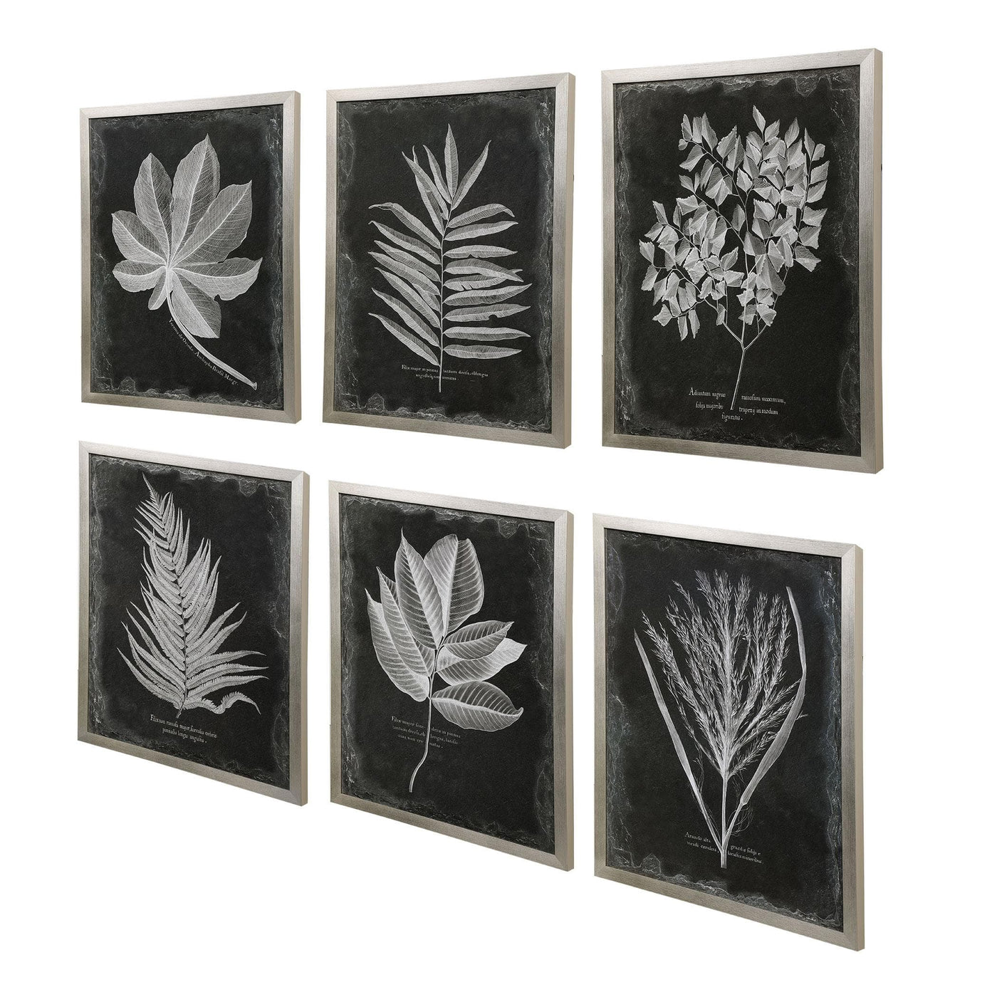 Uttermost Accessories Foliage Framed Prints, S/6 House of Isabella UK