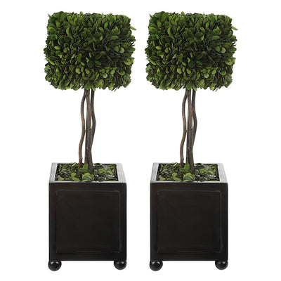 Uttermost Accessories Preserved Boxwood Square Topiaries, S/2 House of Isabella UK