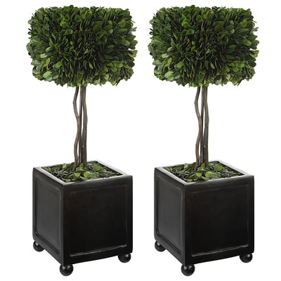 Uttermost Accessories Preserved Boxwood Square Topiaries, S/2 House of Isabella UK