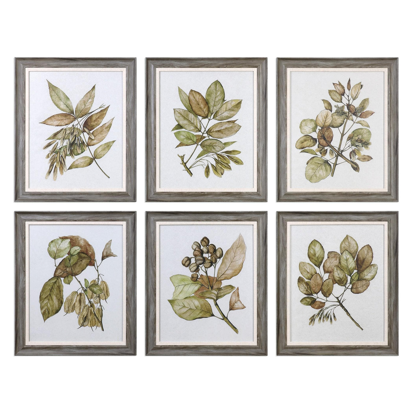 Uttermost Accessories Seedlings Framed Prints S/6 House of Isabella UK