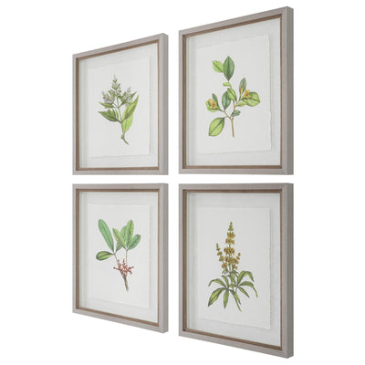 Uttermost Accessories Wildflower Study Framed Prints, S/4 House of Isabella UK