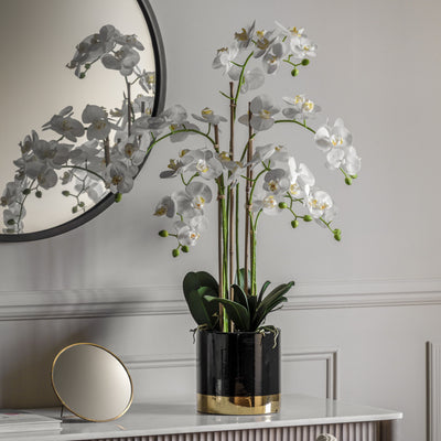Orchid White with Black Gold Pot