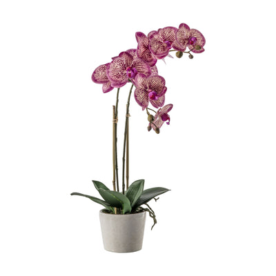Orchid Pink with Ceramic Pot