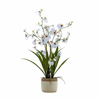 Potted Oncidium Orchid