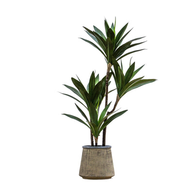 Potted Yucca Green