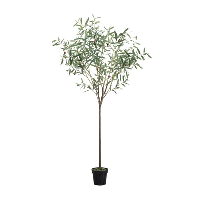 Olive Tree Small Green H1720mm