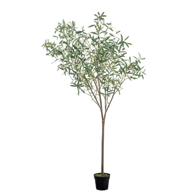 Olive Tree Large Green H2020mm