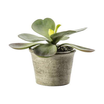 Bodhi Accessories Kalanchoe Pale Green House of Isabella UK