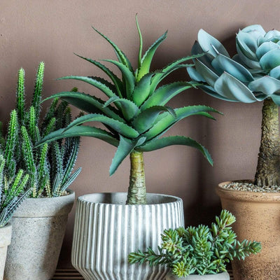 Bodhi Accessories Potted Agave House of Isabella UK