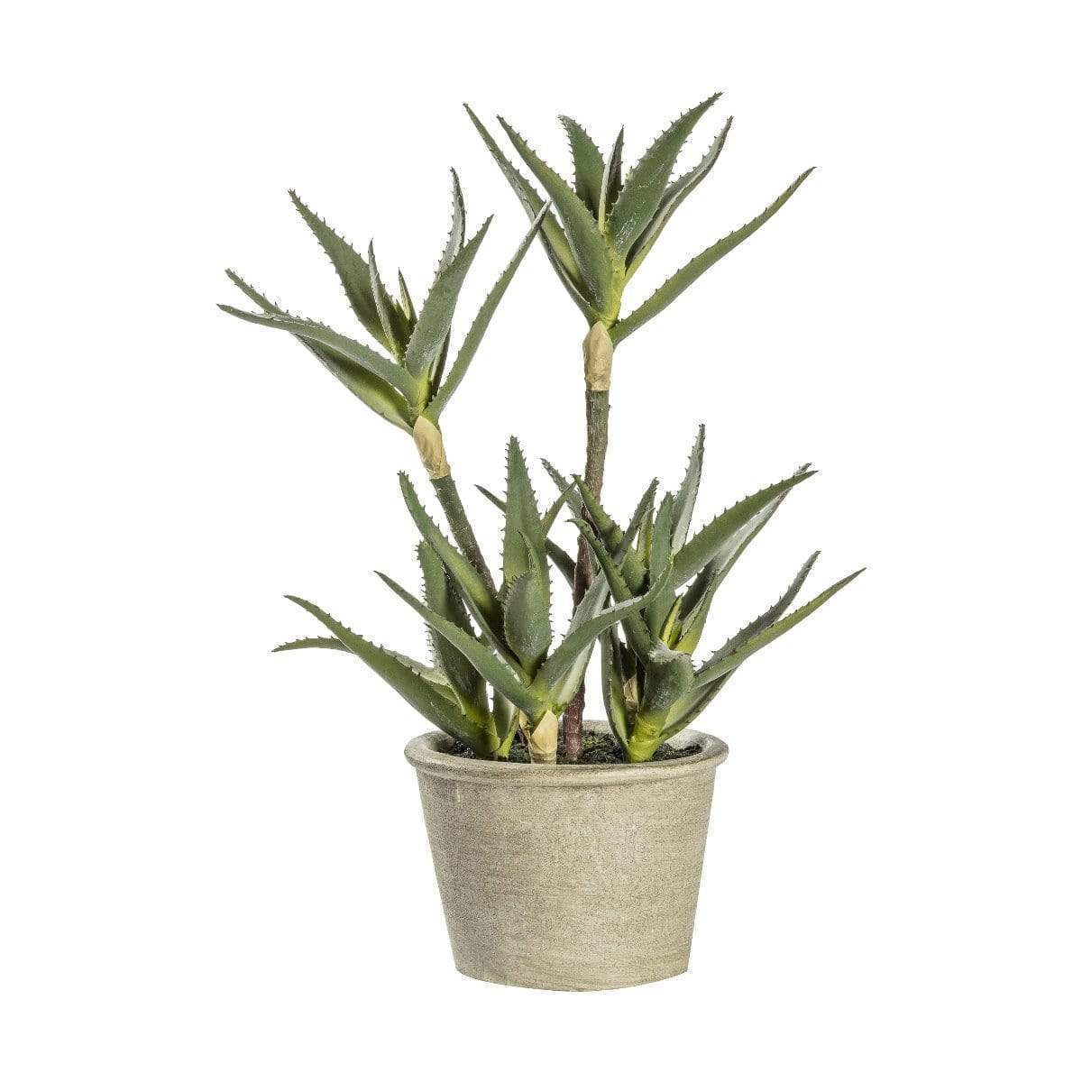 Bodhi Accessories Potted Aloe House of Isabella UK