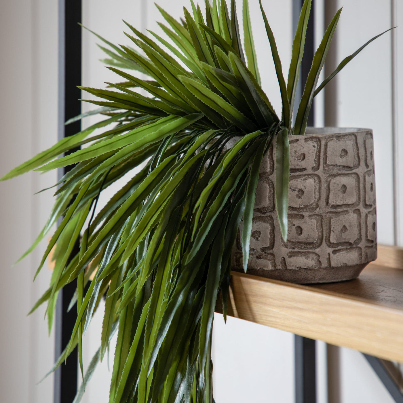 Bodhi Accessories Rhipsalis in Soil House of Isabella UK