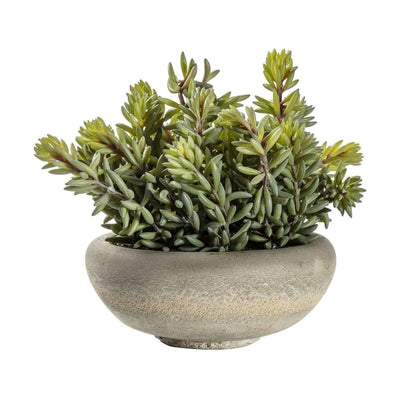 Bodhi Accessories Sedum Green with  Cement Bowl Large House of Isabella UK