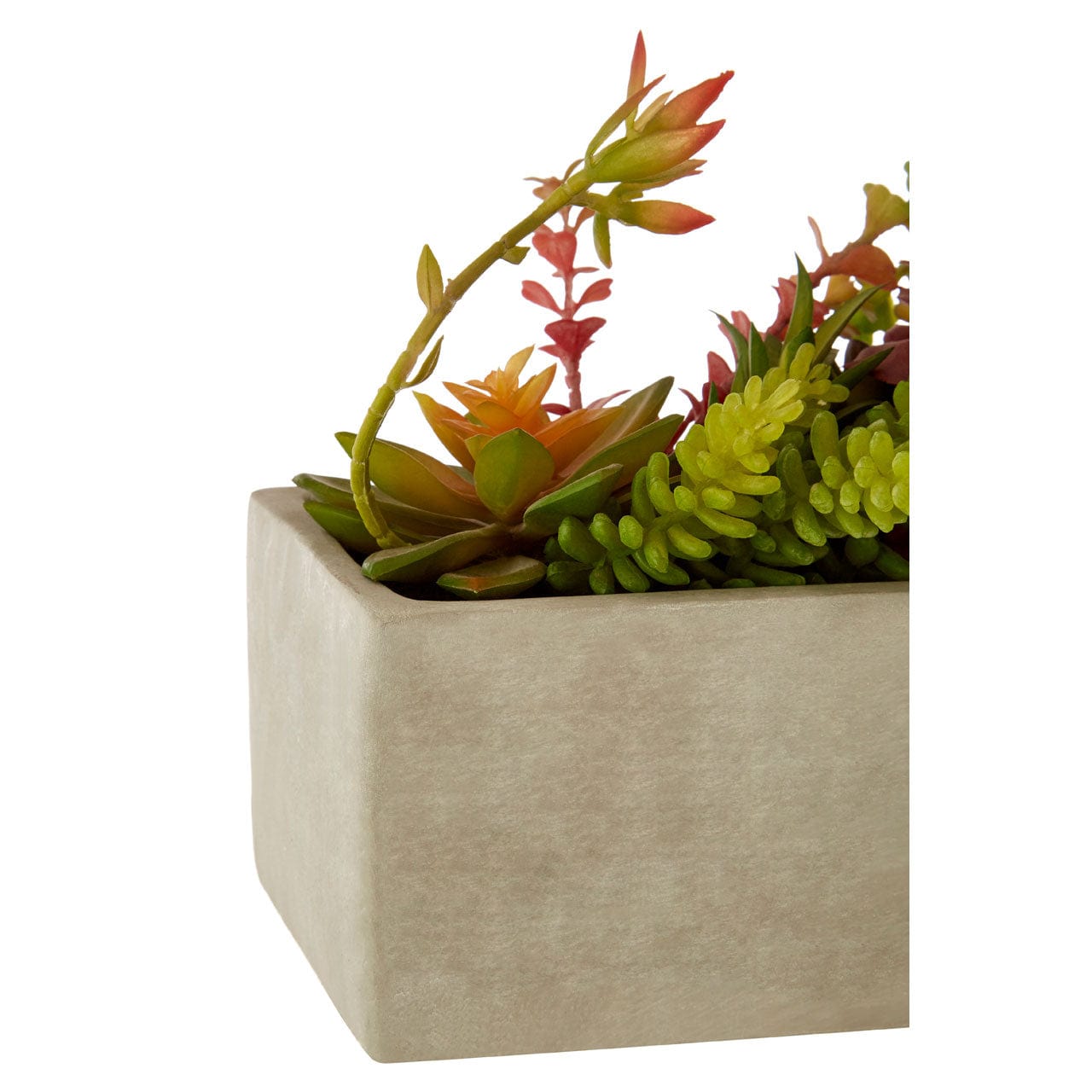 Hamilton Interiors Accessories Fiori Mixed Succulents With Cement Pot House of Isabella UK