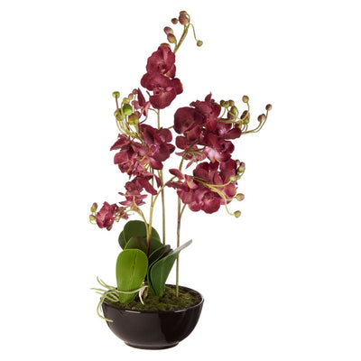 Hamilton Interiors Accessories Purple Orchid Plant With Black Ceramic Pot House of Isabella UK