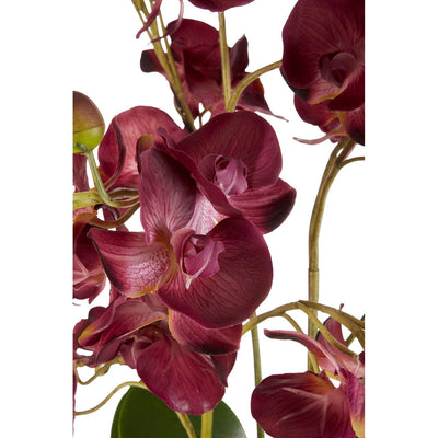 Hamilton Interiors Accessories Purple Orchid Plant With Black Ceramic Pot House of Isabella UK