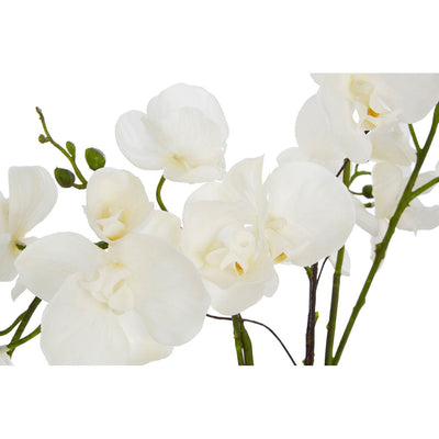 Hamilton Interiors Accessories White Orchid Plant With Gold Ceramic Pot House of Isabella UK