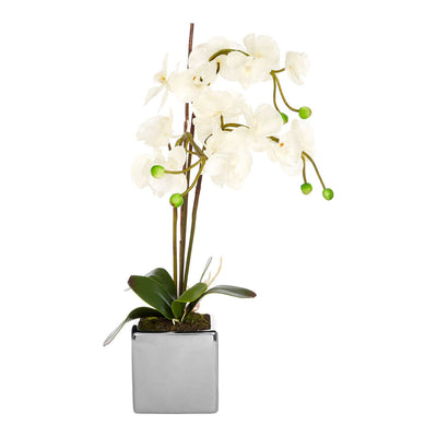 Hamilton Interiors Accessories White Orchid Plant With Silver Ceramic Pot House of Isabella UK