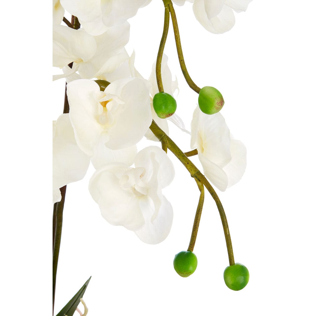 Hamilton Interiors Accessories White Orchid Plant With Silver Ceramic Pot House of Isabella UK