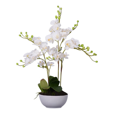 Hamilton Interiors Accessories White Orchid Plant With White Ceramic Pot House of Isabella UK