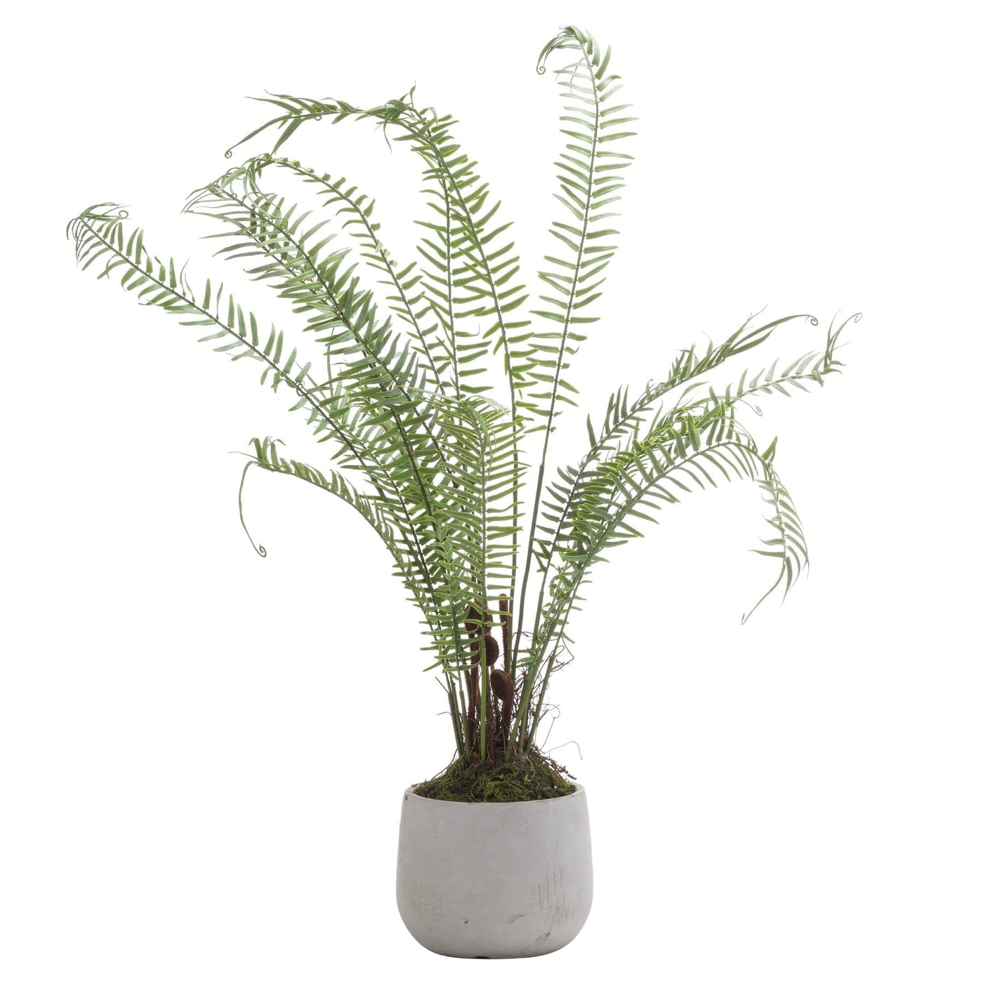Hill Interiors Accessories Boston Large Potted Fern House of Isabella UK