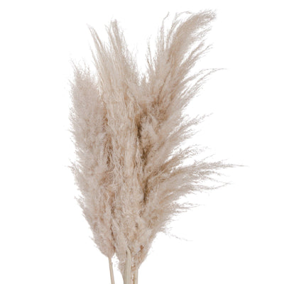 Hill Interiors Gifts & Hampers Cream Pampas grass House of Isabella UK