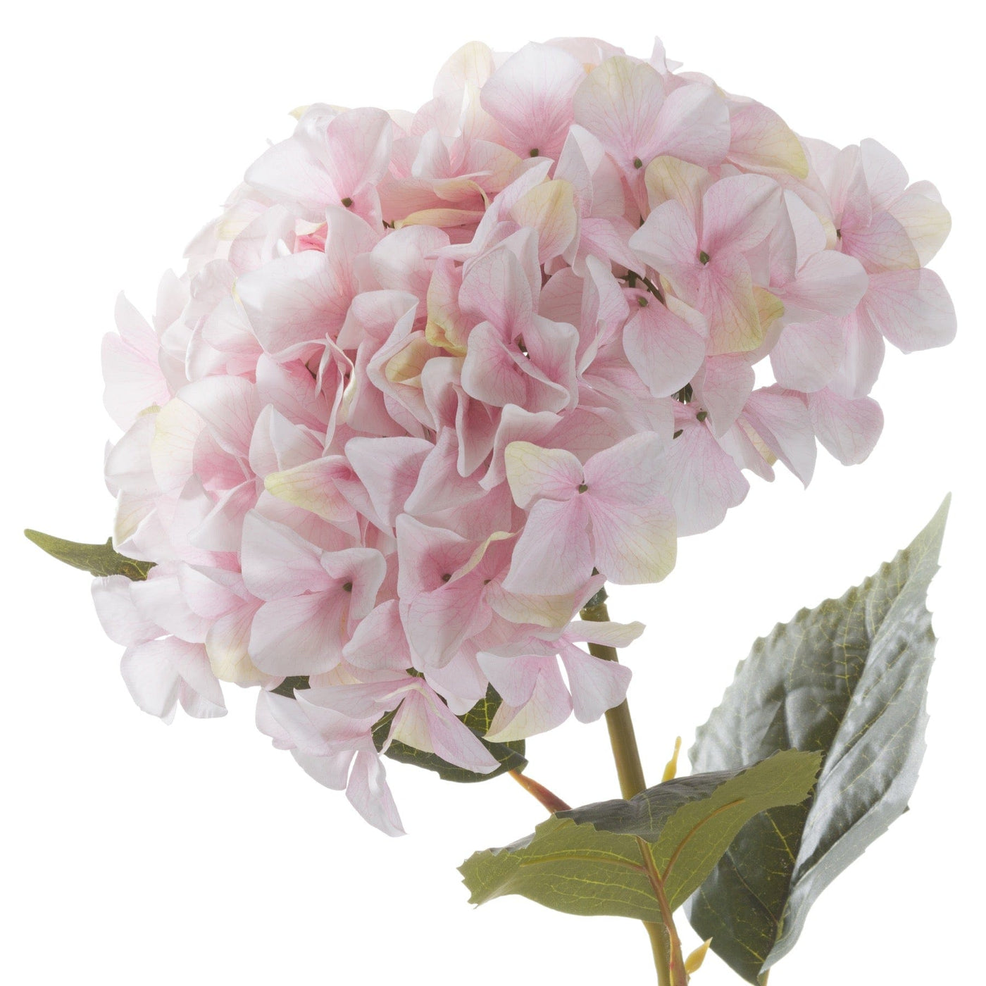 Hill Interiors Gifts & Hampers Giant Pink Hydrangea House of Isabella UK