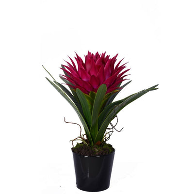 Noosa & Co. Accessories Pink Tropical Plant With Black Ceramic Pot House of Isabella UK